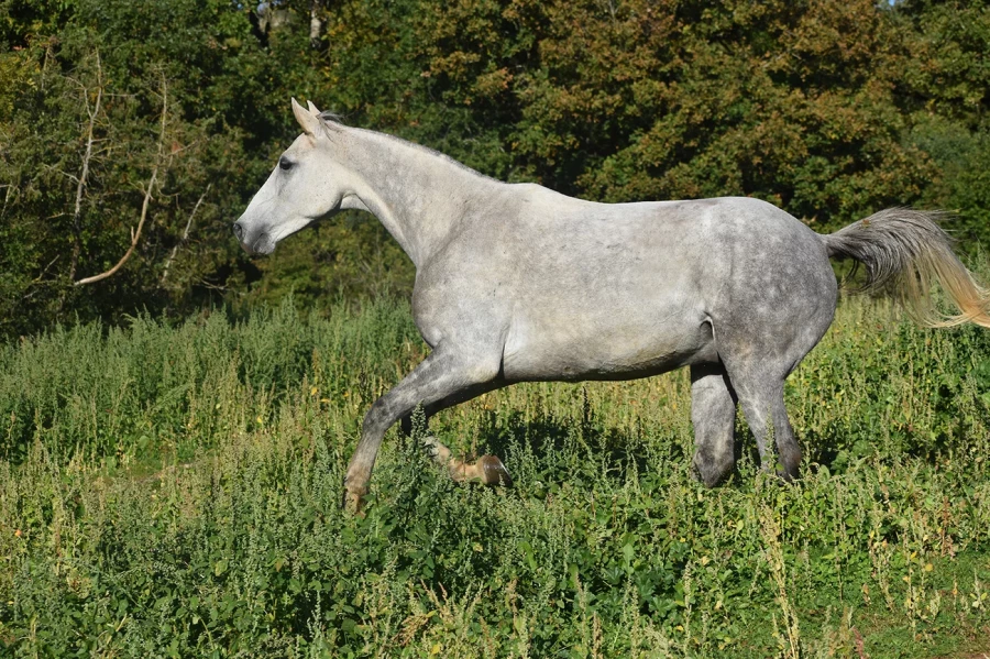 Jibril - Miniature 3