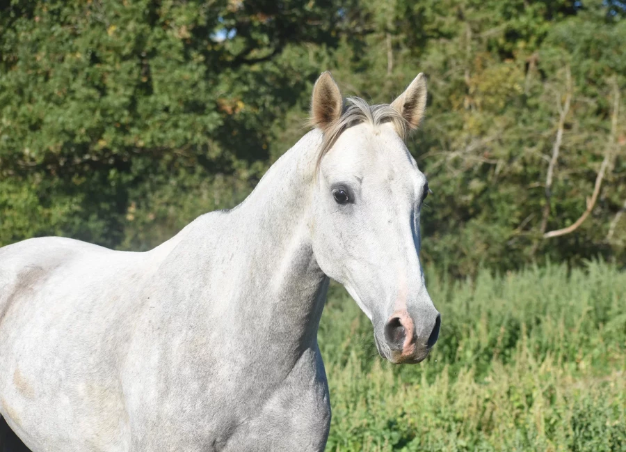 Jibril - Miniature 2