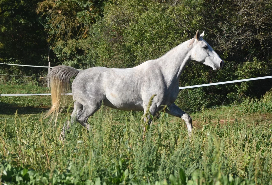 Jibril - Miniature 5