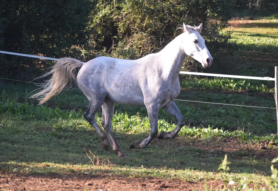 Jibril - Miniature 4