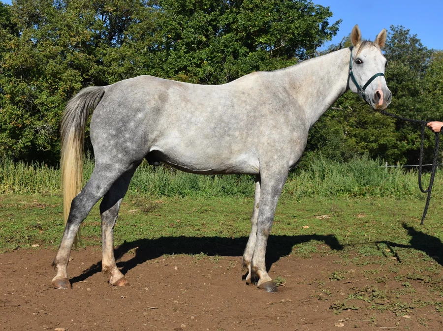 Jibril - Miniature 6