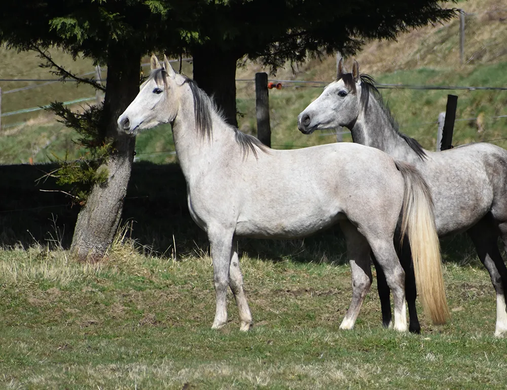 Laljaye - Miniature 3