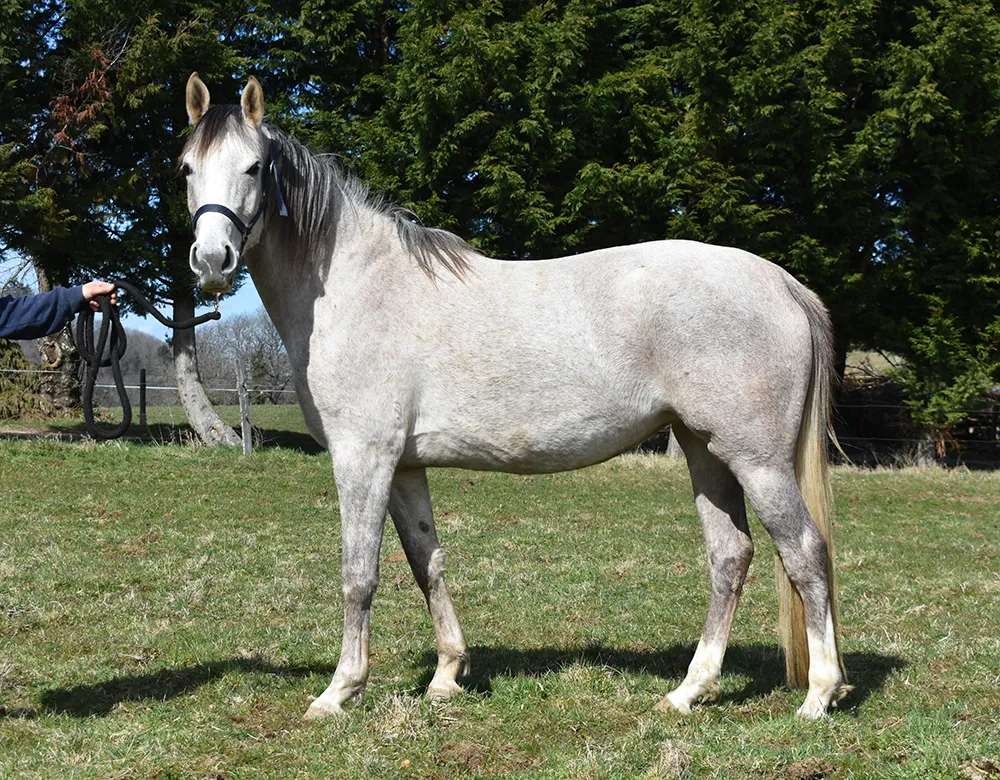 Laljaye - Miniature 2