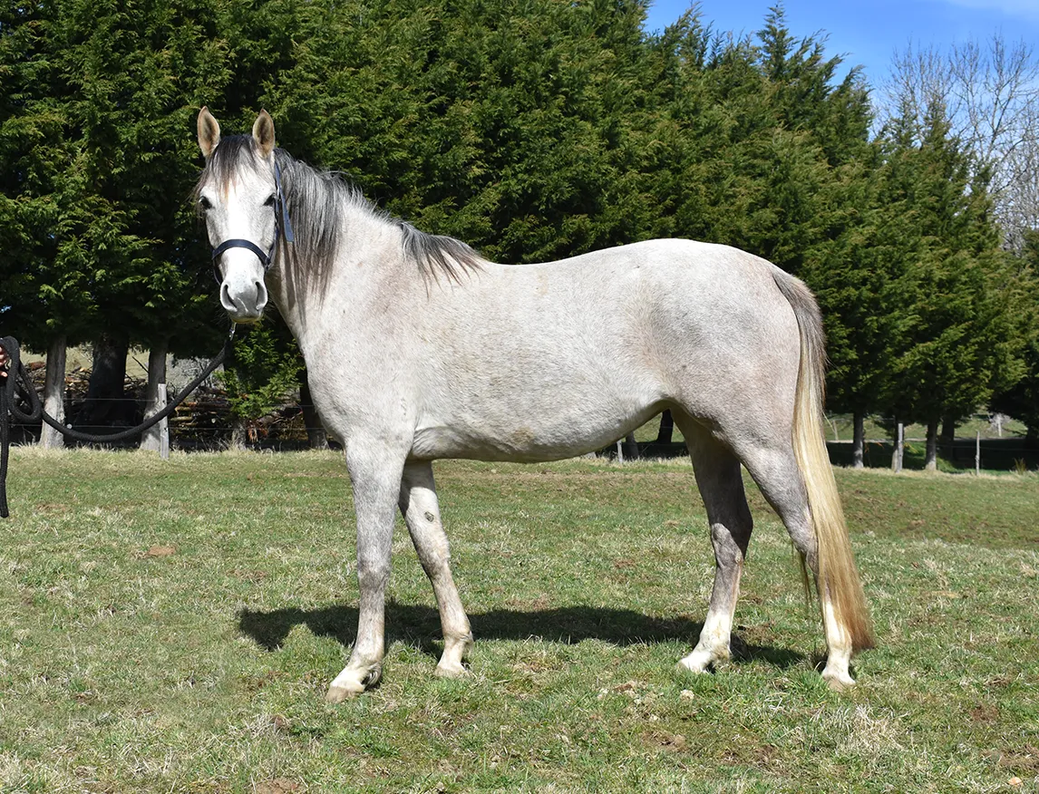 Laljaye - Miniature 4