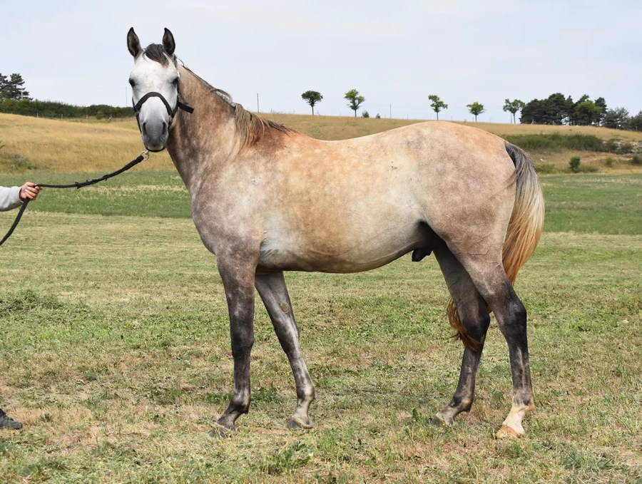 M Raude  - Miniature 2