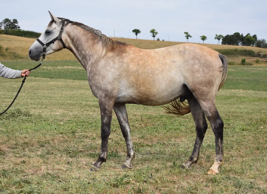 M Raude  - Miniature 3