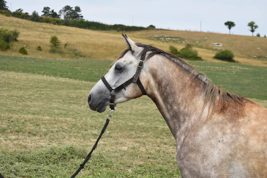 M Raude  - Miniature 4