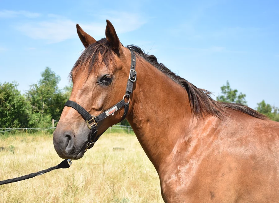 Namaste - Miniature 2