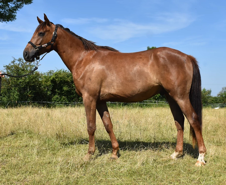 Namaste - Miniature 3