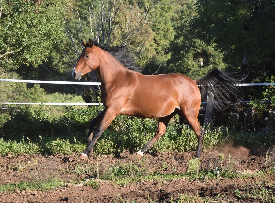 Kihade - Miniature 4