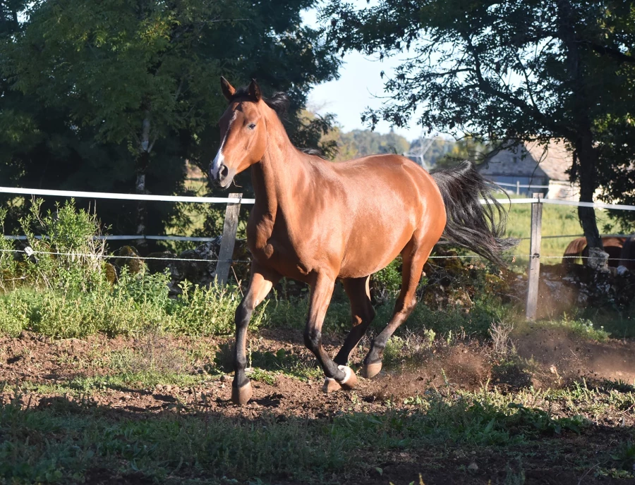 Kihade - Miniature 5