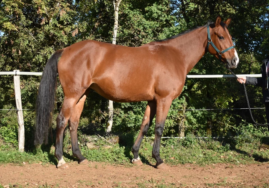 Kihade - Miniature 7