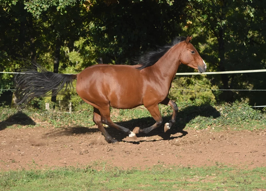 Kihade - Miniature 6