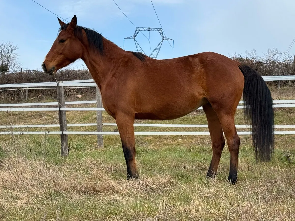 Kihade - Miniature 2