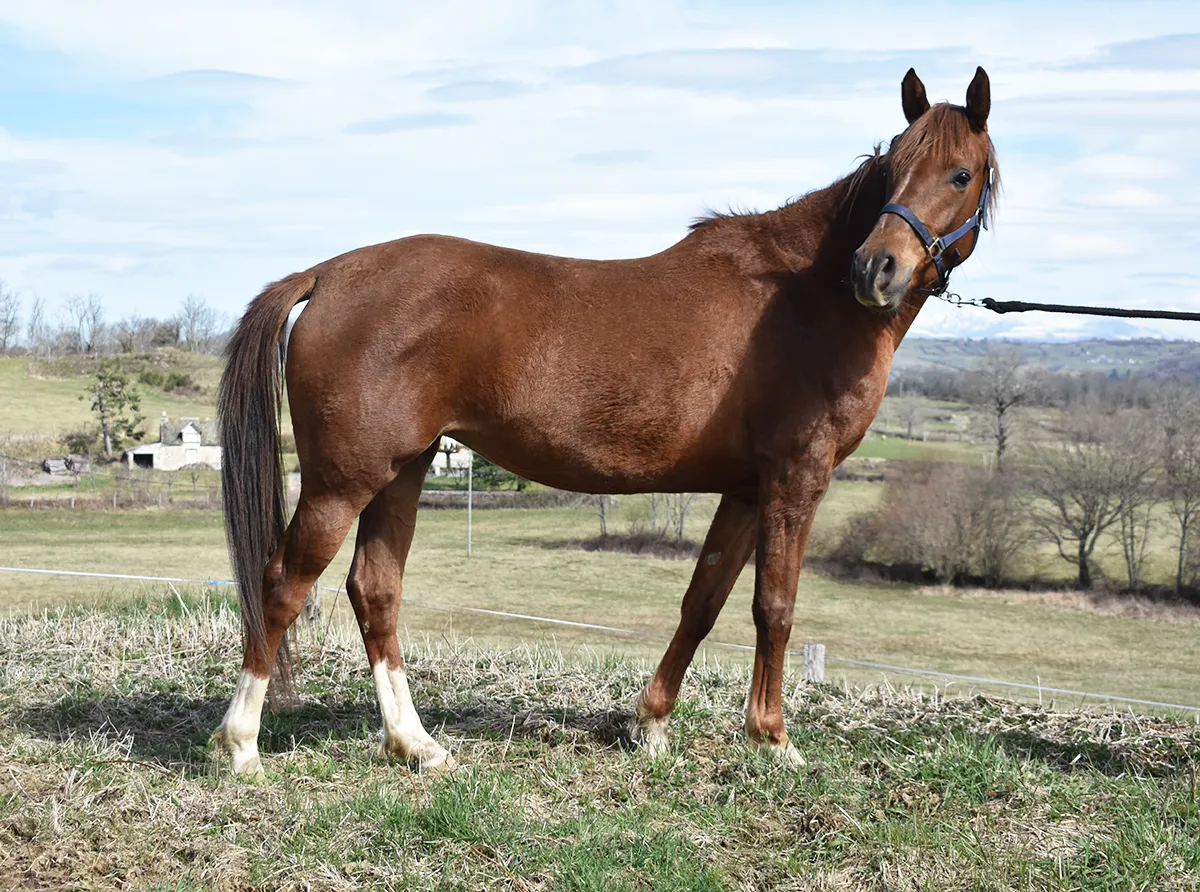 Ladyrose - Miniature 2