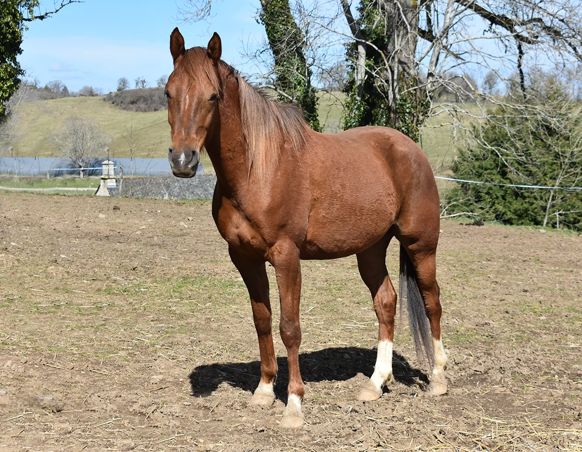 Ladyrose - Miniature 3