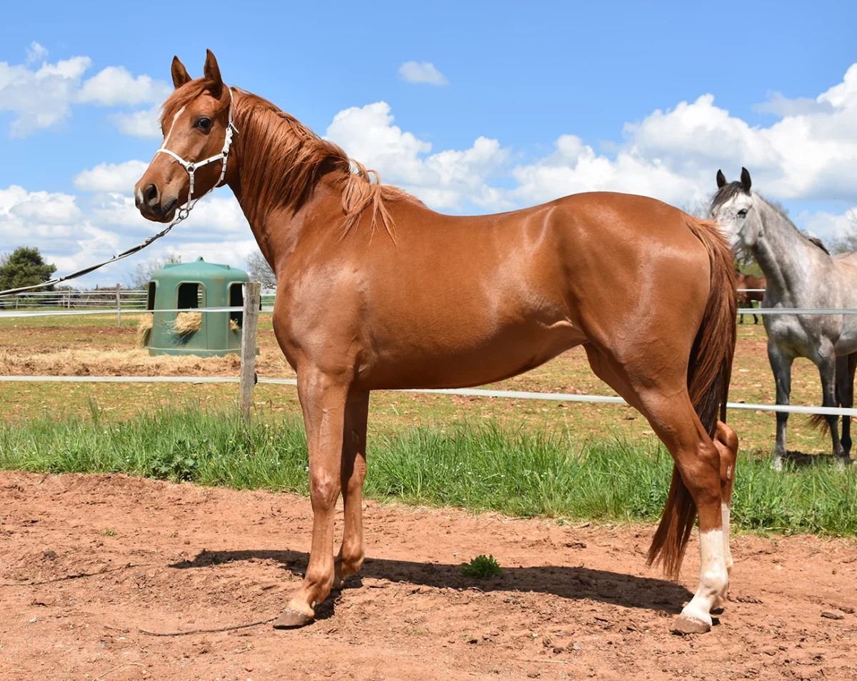 Mashalla - Miniature 3