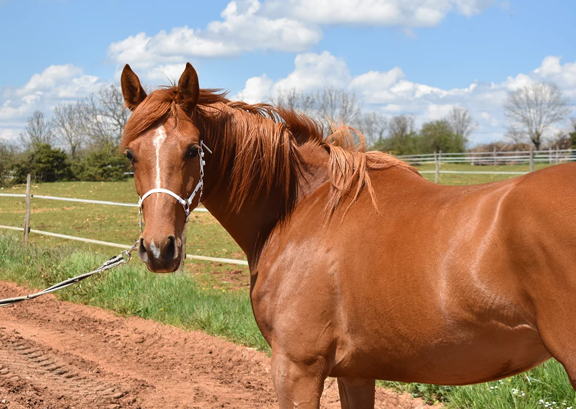 Mashalla - Miniature 2