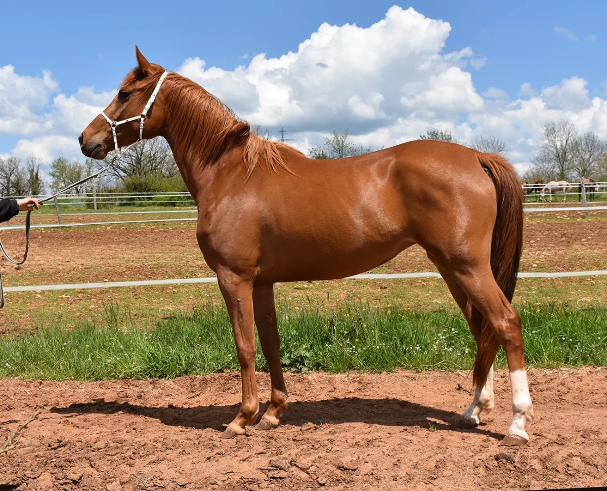 Mashalla - Miniature 4