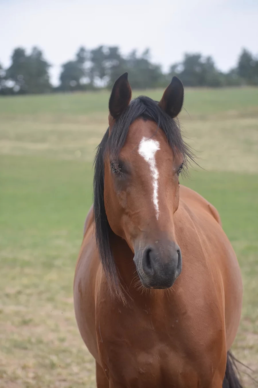 Massai - Miniature 2