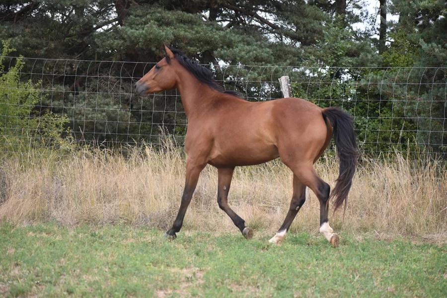 Massai - Miniature 3