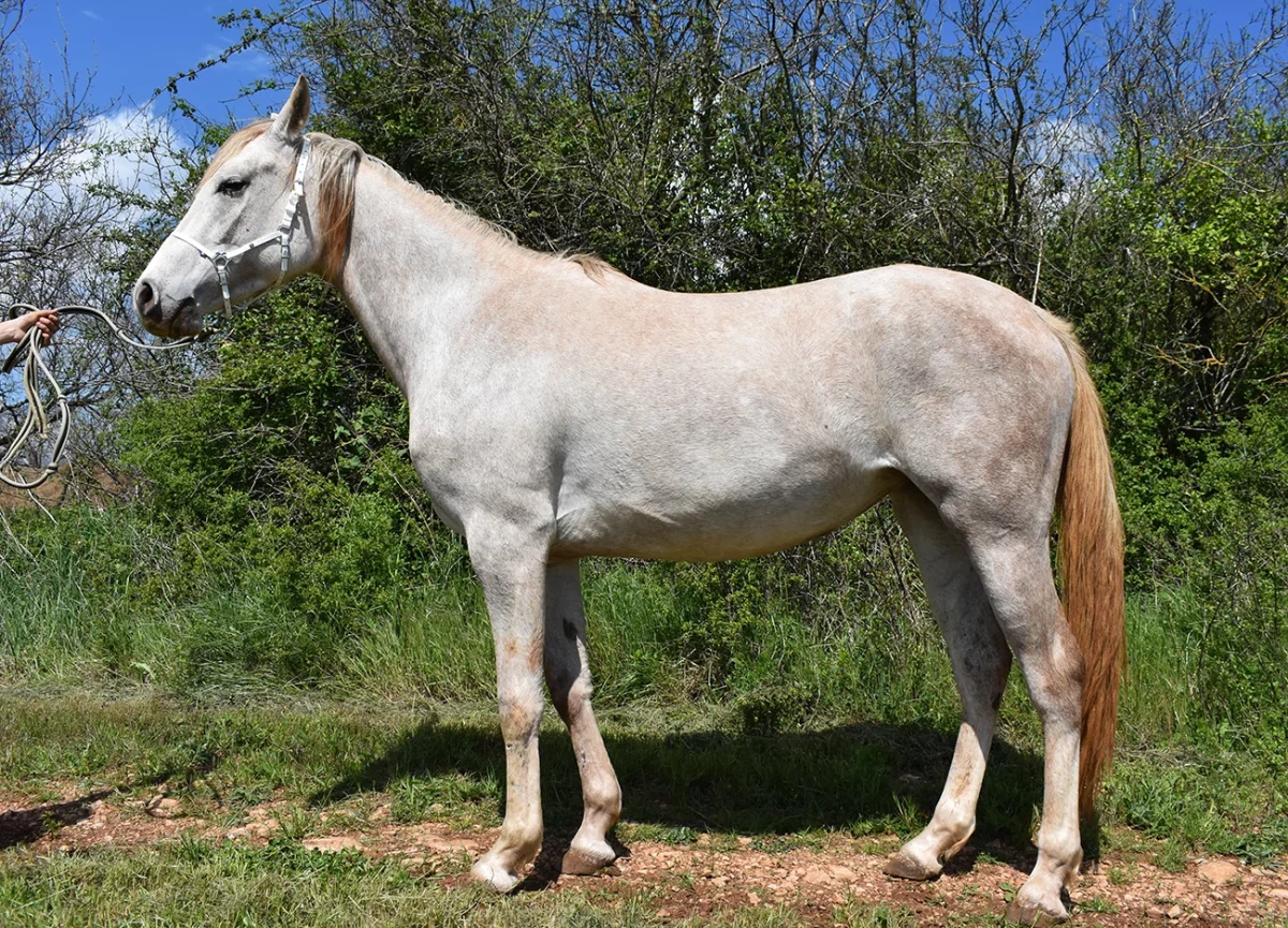 Medjaye - Miniature 2