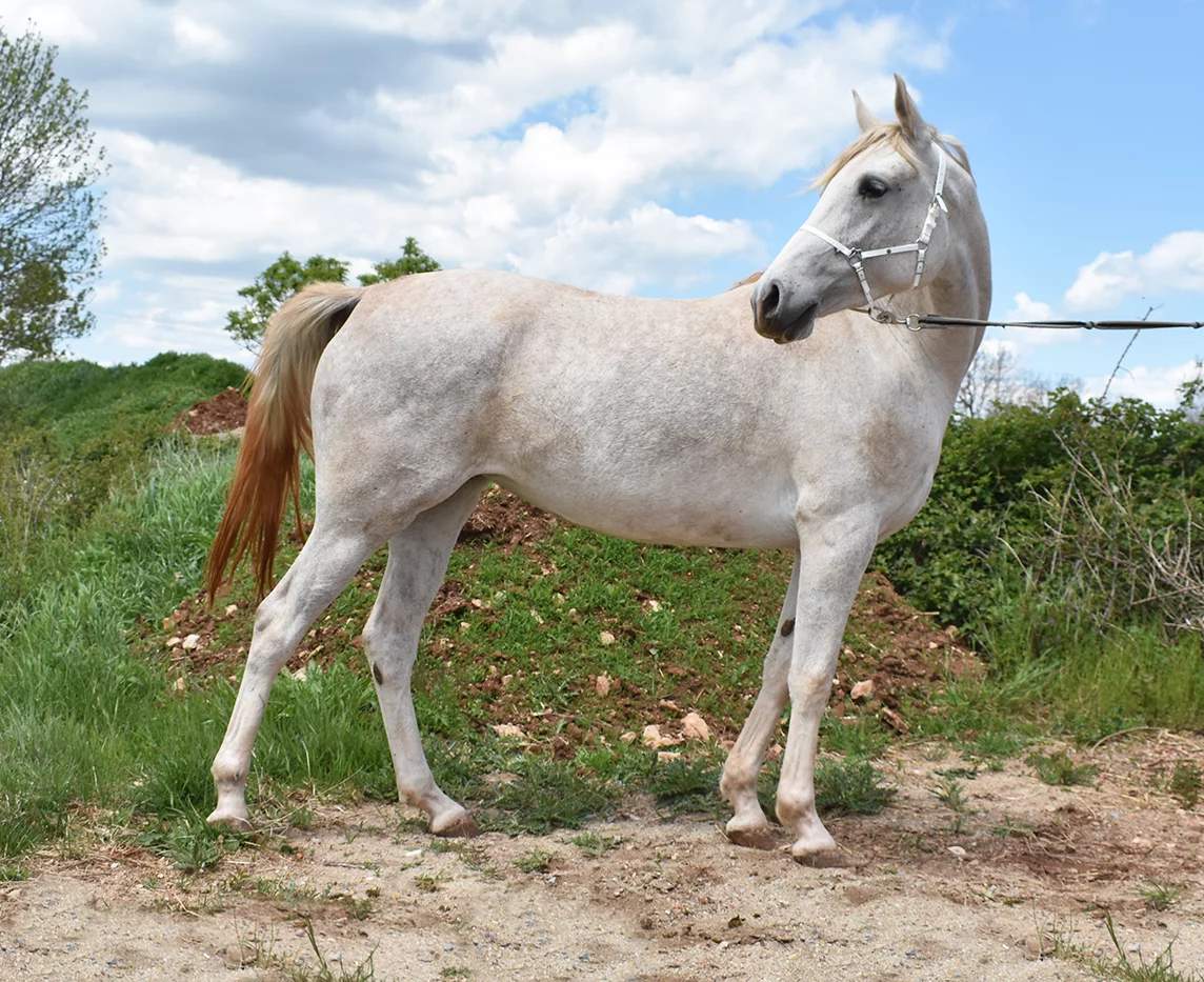 Matahari - Miniature 3