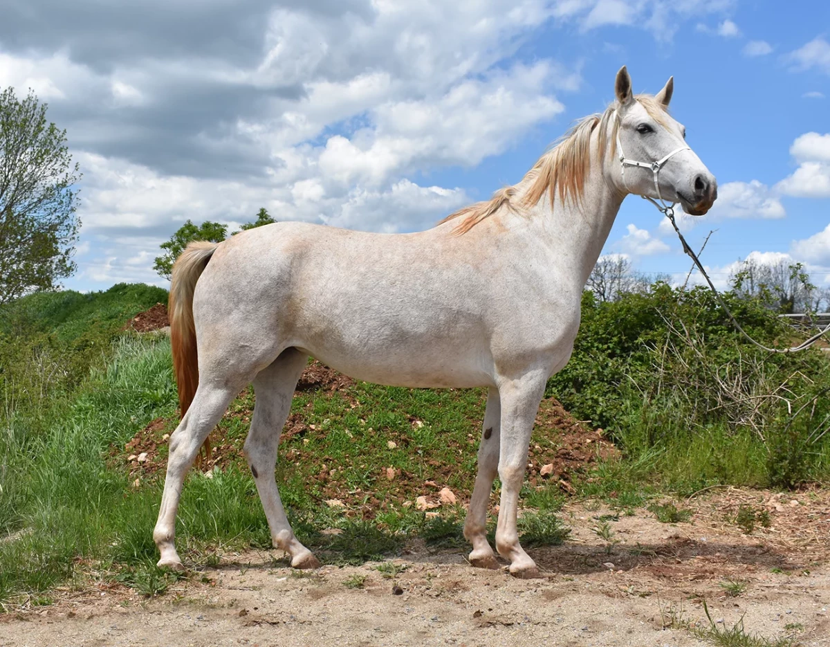 Matahari - Miniature 2