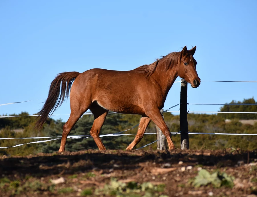 Farima - Miniature 3