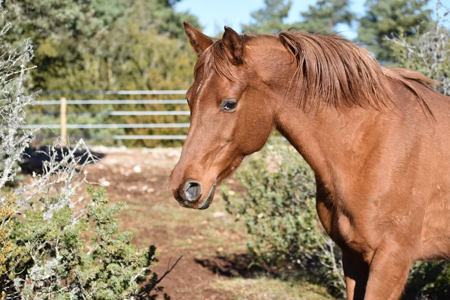 Farima - Miniature 2