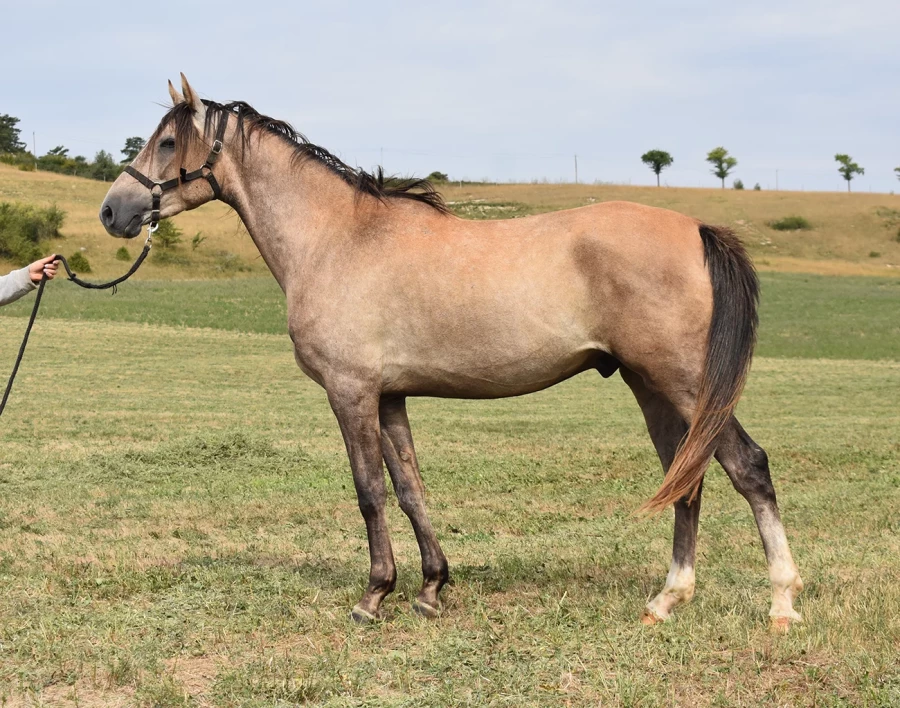 Madara - Miniature 3