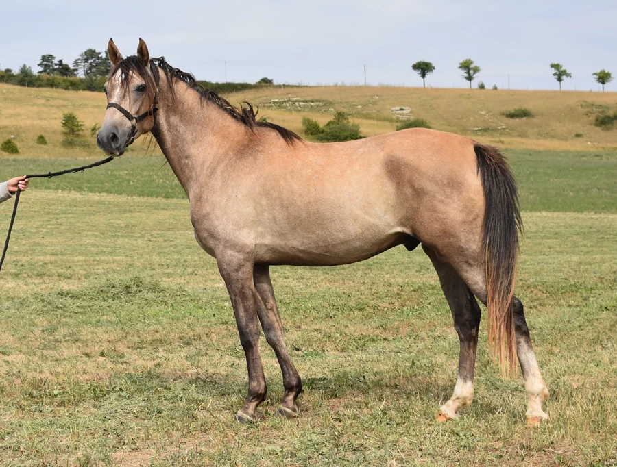 Madara - Miniature 2