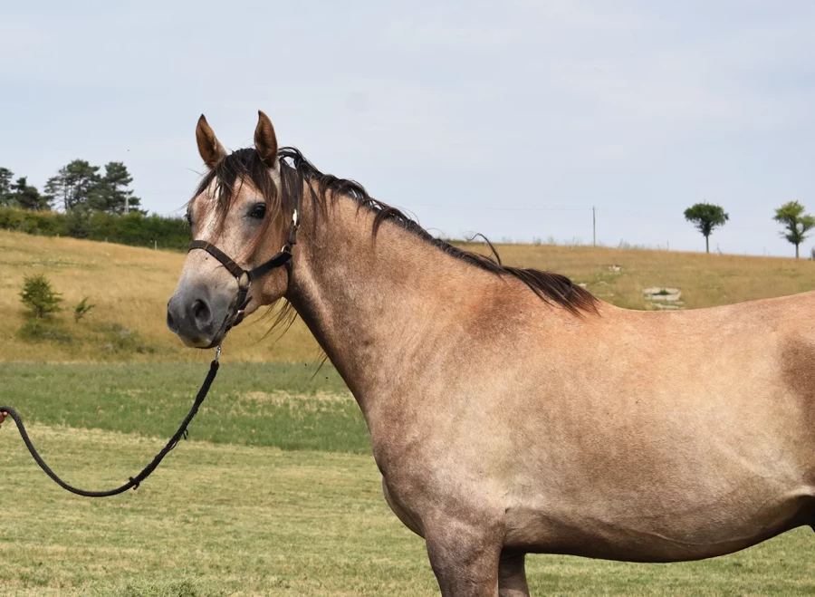 Madara - Miniature 4