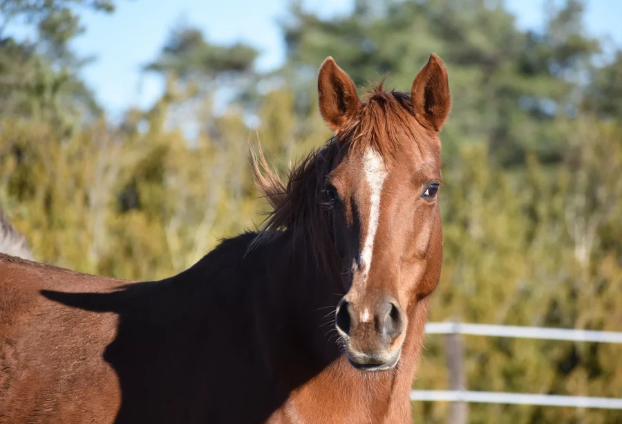 Frenchkiss - Miniature 4