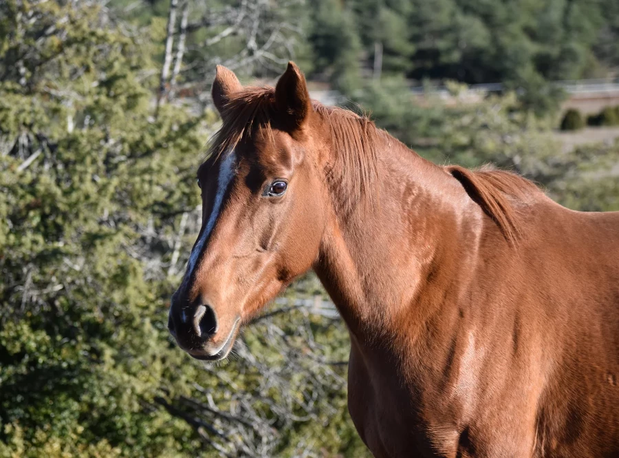 Frenchkiss - Miniature 3