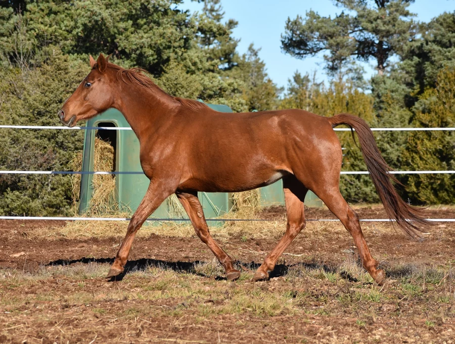 Frenchkiss - Miniature 2