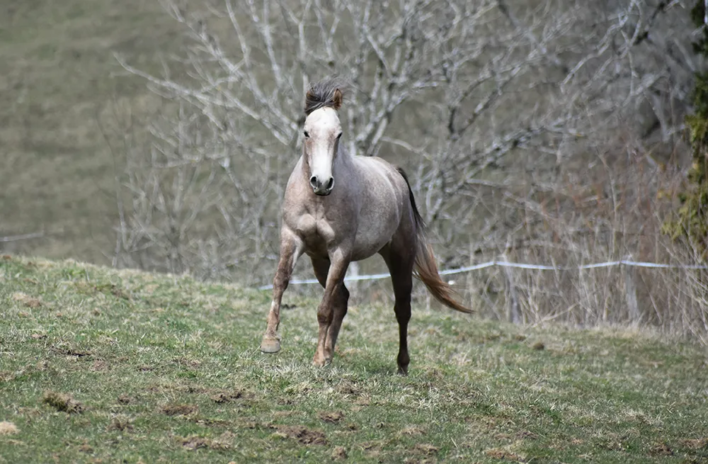 Ladydi - Miniature 4