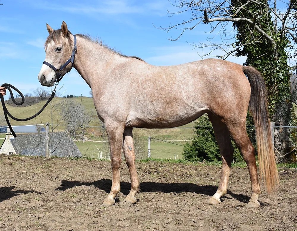 Ladydi - Miniature 2