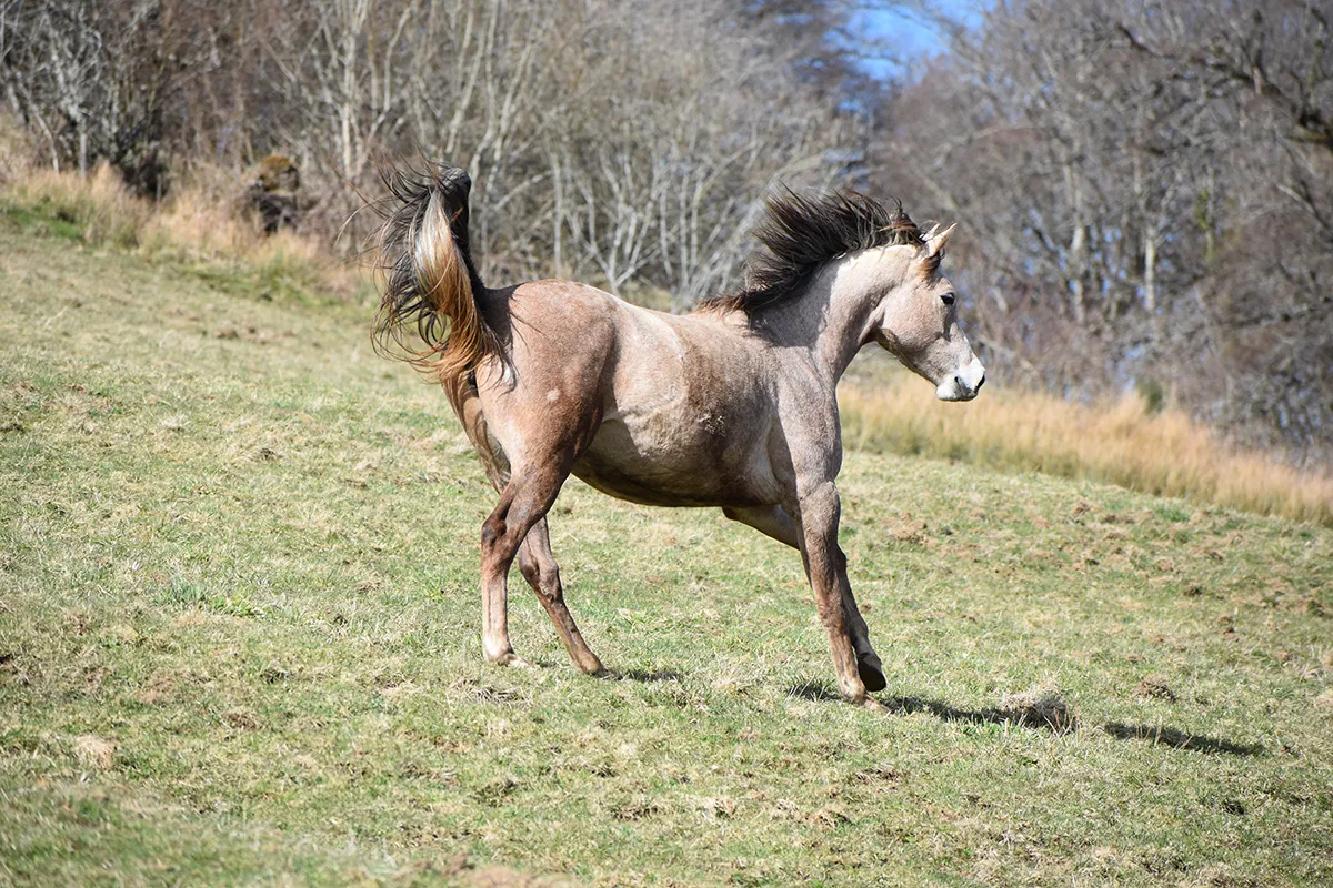 Ladydi - Miniature 3