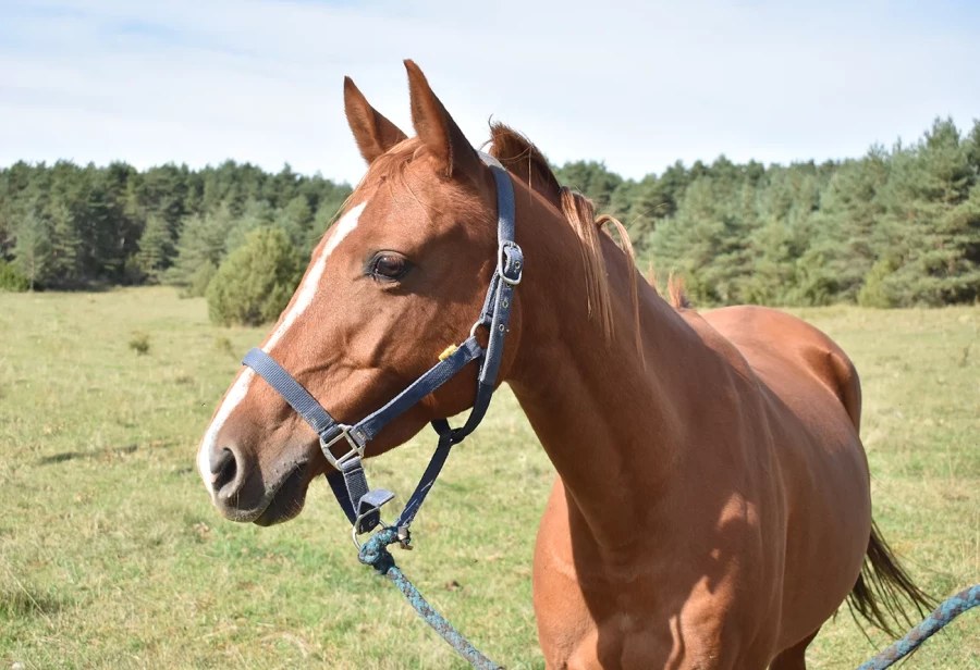 Kailma - Thumbnail 2