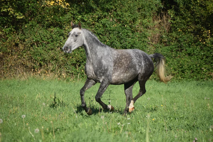 Kprima - Miniature 4