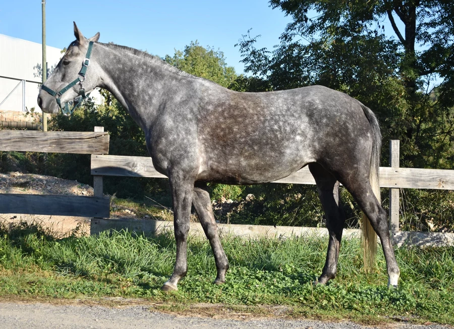 Kprima - Miniature 7