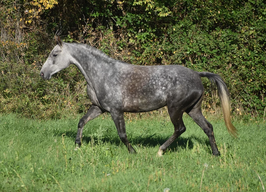 Kprima - Miniature 8