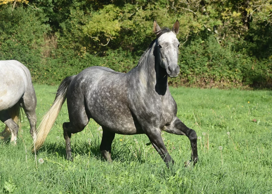 Kprima - Miniature 2