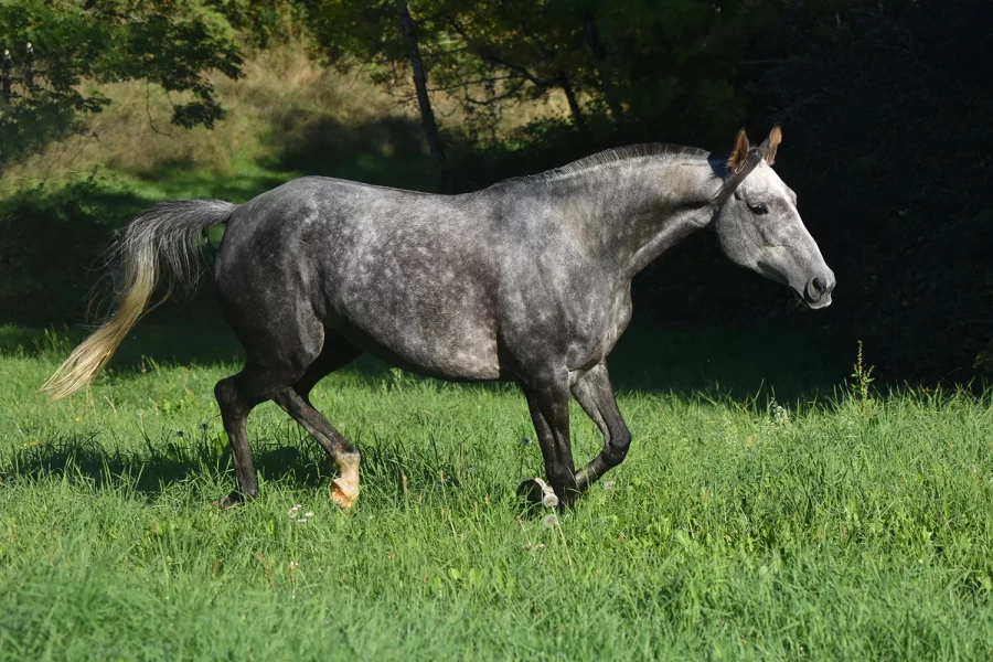 Kprima - Miniature 3