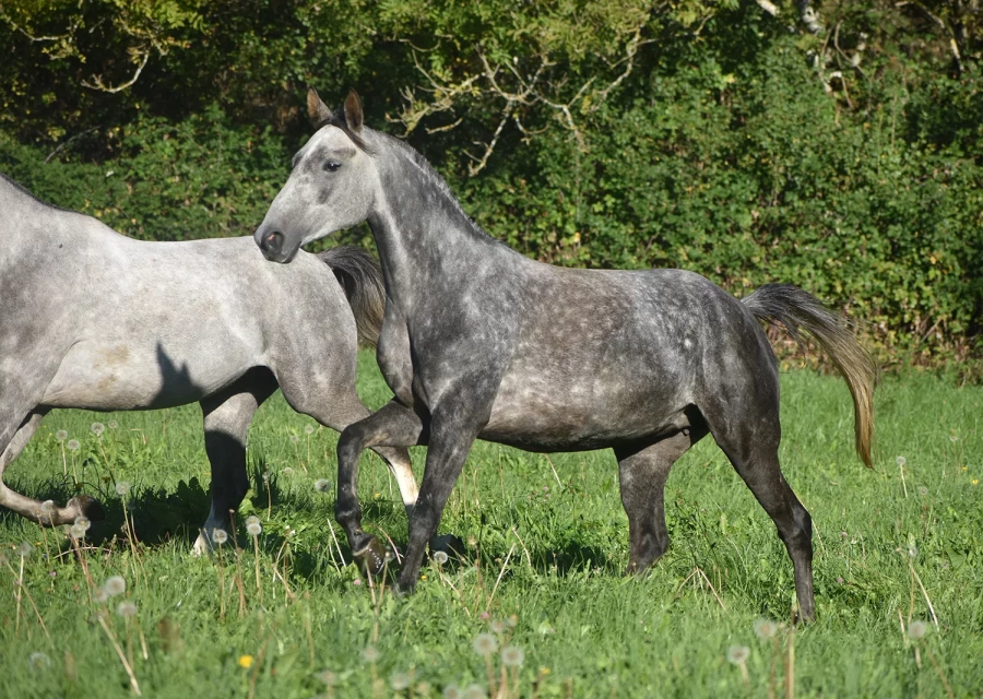 Kprima - Miniature 5