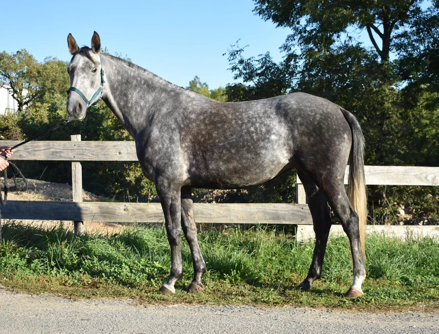 Kprima - Miniature 6