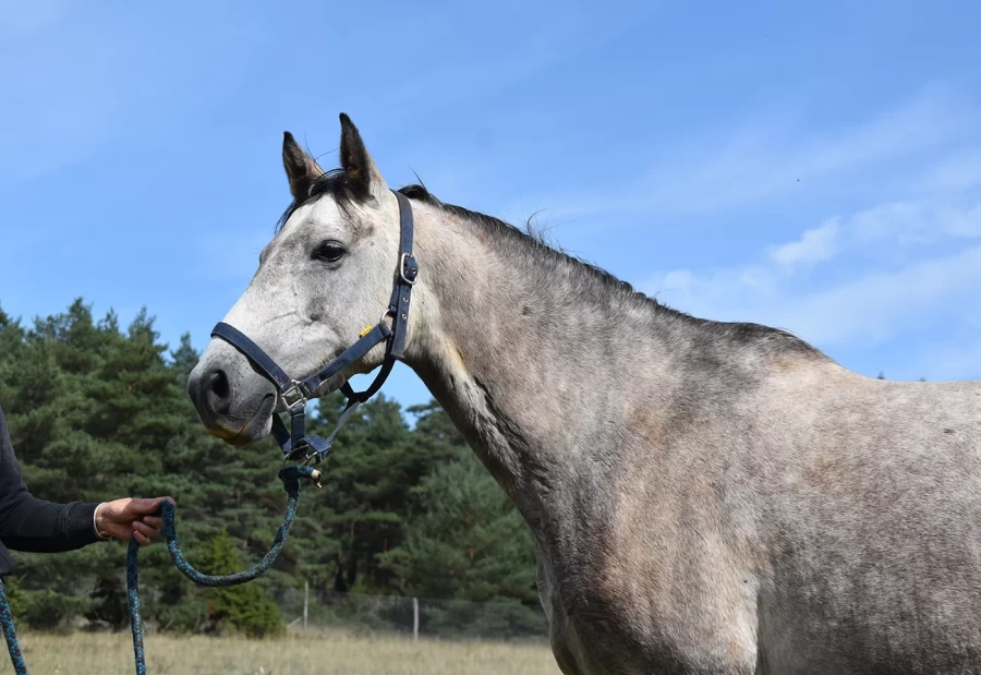 Kracot - Miniature 3