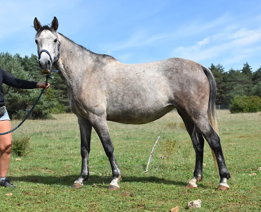 Kracot - Miniature 2