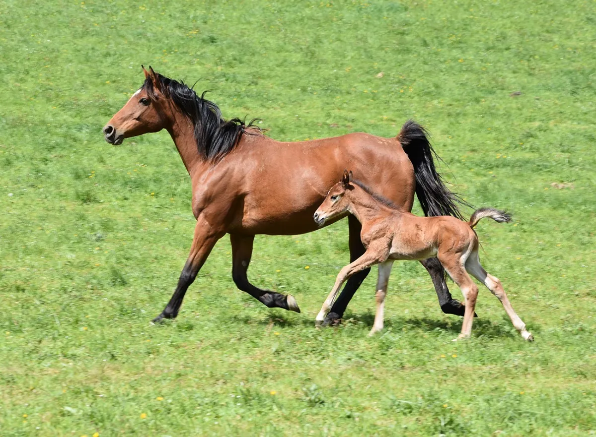 Djawzia - Miniature 2